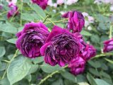 靭公園の薔薇園
