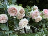 靭公園の薔薇園