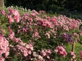 靭公園の薔薇園