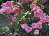 靭公園の薔薇園