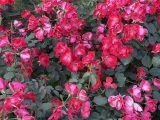 靭公園の薔薇園