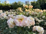 靭公園の薔薇園