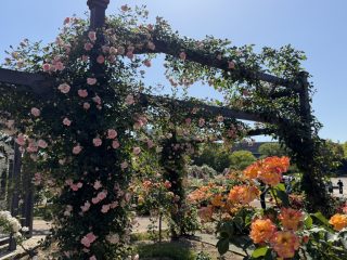 万博公園のバラ園 ~万博公園 その 5 ~