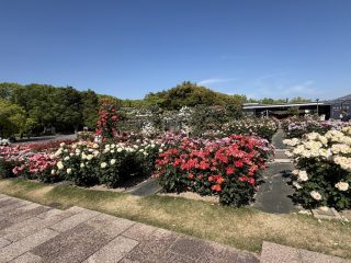 万博公園のバラ園 ~万博公園 その 5 ~