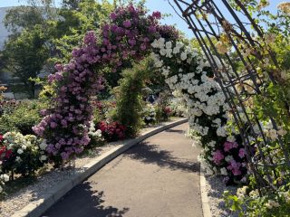 万博公園のバラ園 ~万博公園 その 5 ~