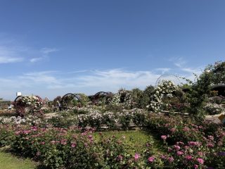 万博公園のバラ園 ~万博公園 その 5 ~