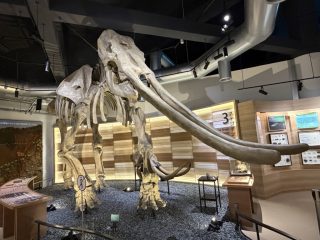 熊本博物館 ~熊本へ 2026 その 17 ~