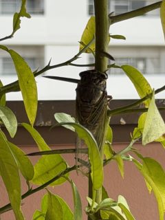 セミと私