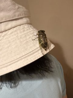 セミと私