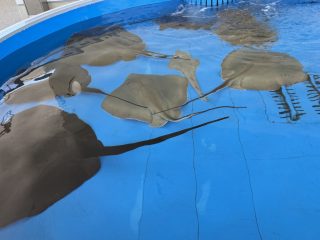アクアライブ エイとサメとペンギンと ~須磨 その 8 ~