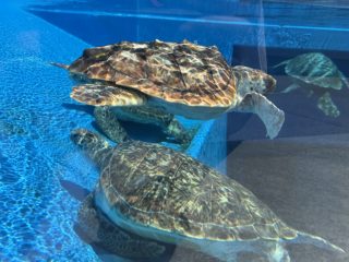 アクアライブ エイとサメとペンギンと ~須磨 その 8 ~