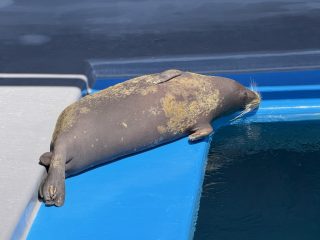 アクアライブ エイとサメとペンギンと ~須磨 その 8 ~