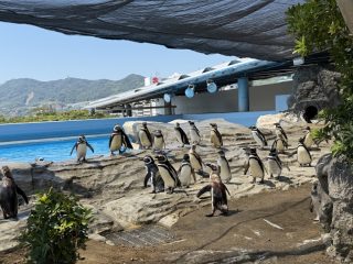 アクアライブ エイとサメとペンギンと ~須磨 その 8 ~