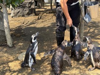 アクアライブ エイとサメとペンギンと ~須磨 その 8 ~
