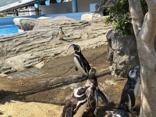 アクアライブ エイとサメとペンギンと ~須磨 その 8 ~