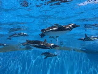 アクアライブ エイとサメとペンギンと ~須磨 その 8 ~