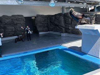 アシカとアザラシのお食事タイム ~須磨 その 9 ~