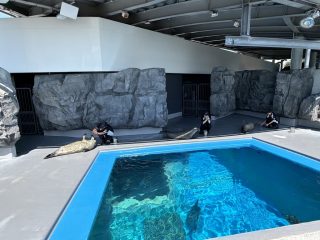 アシカとアザラシのお食事タイム ~須磨 その 9 ~