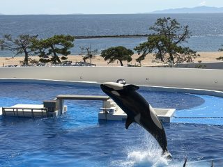 シャチ堪能 ~須磨 その 10 ~
