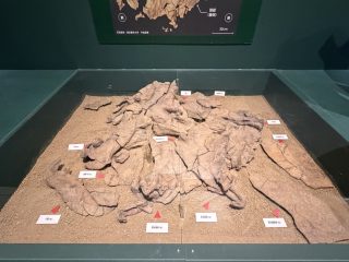 大絶滅展