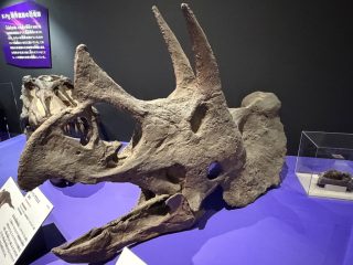 大絶滅展