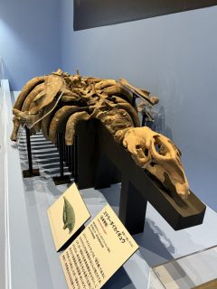 大絶滅展